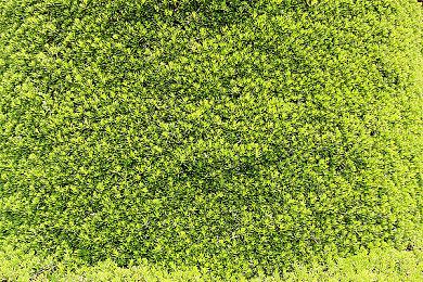 CDPR回应粉丝猜测：《巫师4》新图确实为猞猁学派挂坠